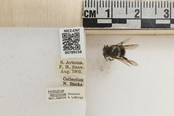 Media type: image;   Entomology 789158 Aspect: Labels